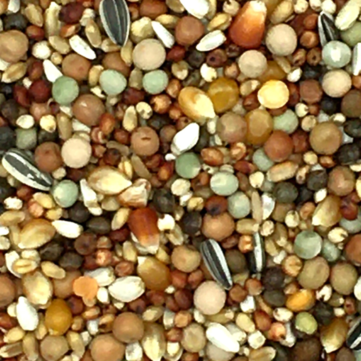 Beyers 49 - Olympia Zucht- & Jungtauben Mit Mais 25kg 2 Beyers 49 - Olympia Zucht- & Jungtauben Mit Mais 25kg