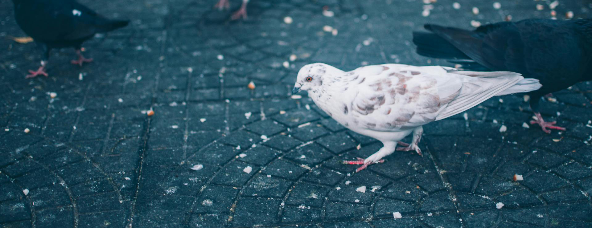 Titelseite 3 Titelseite -Zubehör Für Haustauben pexels abandon 1398585 10953399