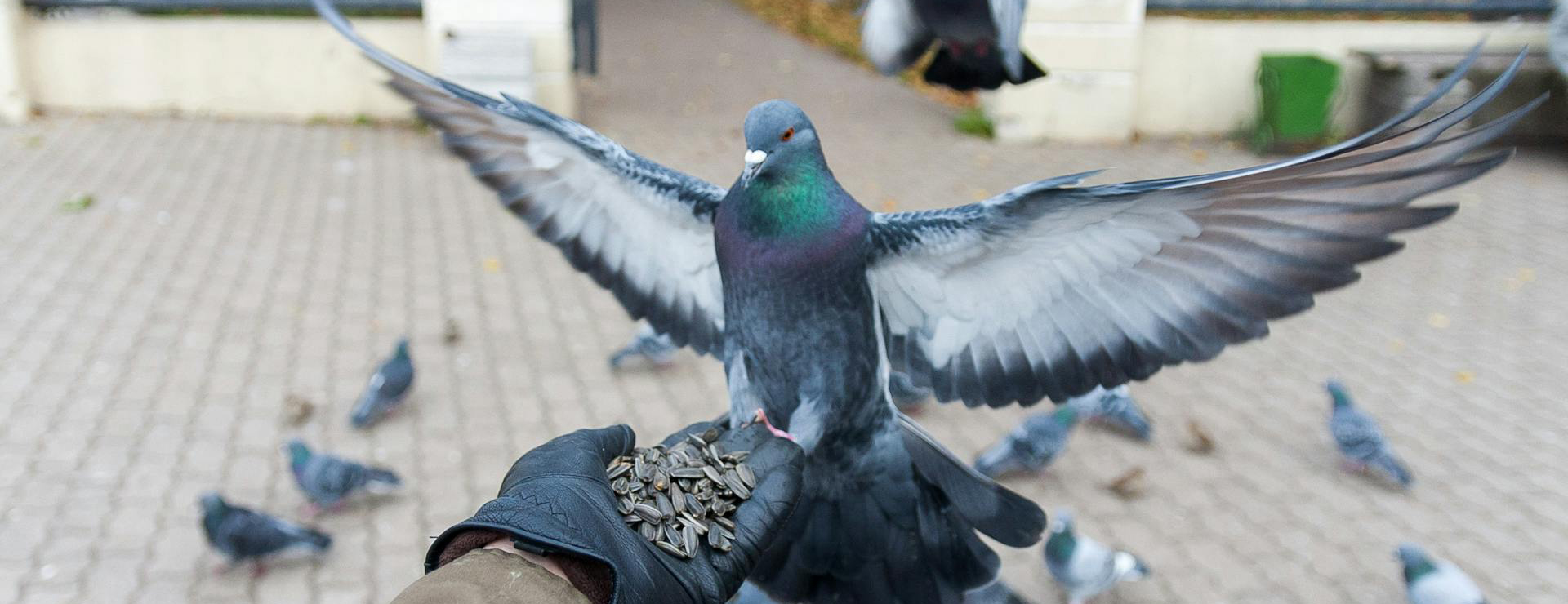 Titelseite 1 Titelseite -Zubehör Für Haustauben pexels boatsurfer 8858630